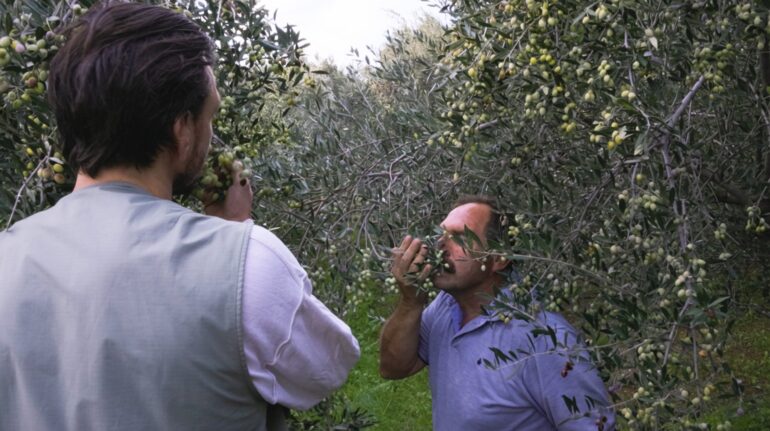 Griekse olijfboer houdt zoveel van zijn product dat hij iedere olijf met de hand plukt