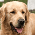 Hond met tienduizend keer betere reuk dan jij staat al vijf minuten aan dode duif te ruiken