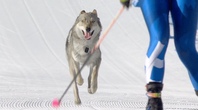 Commentator weet te melden dat hond op langlaufbaan oorspronkelijk uit het skeeleren komt