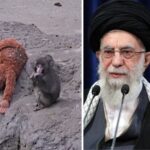 Iraans regime roept op tot meer media-aandacht voor verstoten aapje Punch