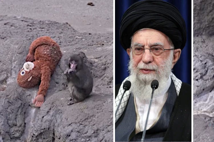 Iraans regime roept op tot meer media-aandacht voor verstoten aapje Punch