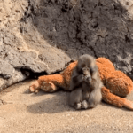 Baby-aapje Punch nu ook verstoten door knuffel: ‘Misschien ligt het aan hem’