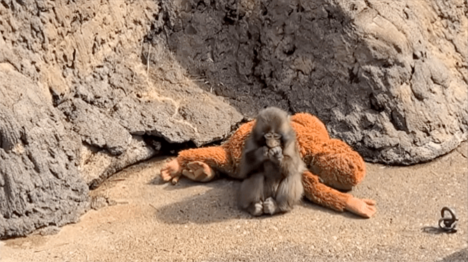 Baby-aapje Punch nu ook verstoten door knuffel: ‘Misschien ligt het aan hem’