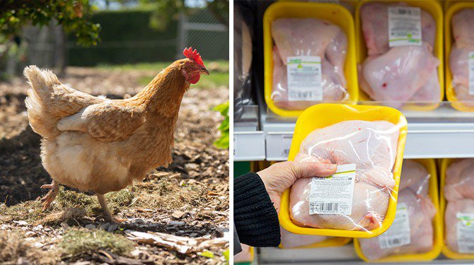 Door vogelgriep getroffen kuiken ziet droom om kipfilet te worden in rook opgaan