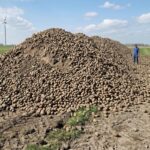 Kabinet ziet kansen in aardappeloverschot voor de woningcrisis: “Bio-afbreekbare huizen van aardappel zijn de toekomst”