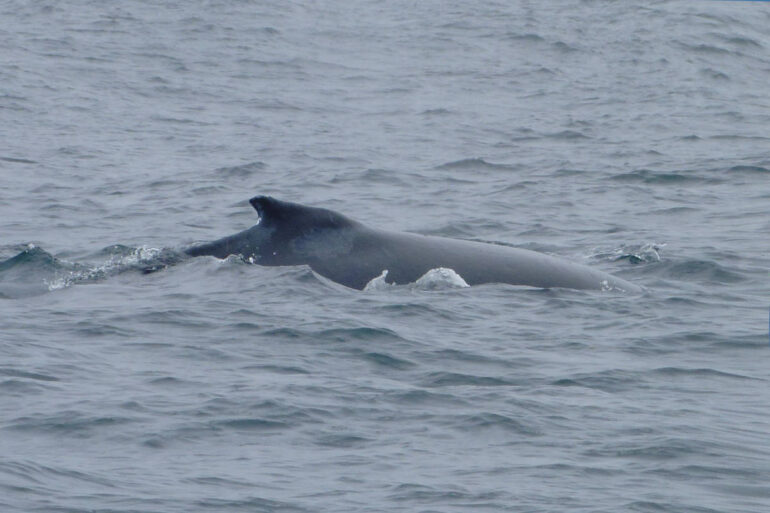Bultrug Timmy na succesvolle redding alsnog meedogenloos in zee gedumpt