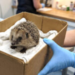 Datalek bij Egelopvang Meppel: medische gegevens van duizenden egels op straat