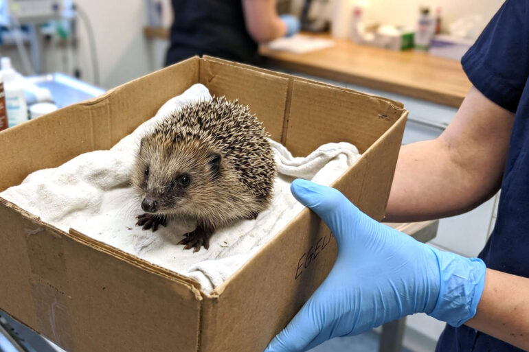 Datalek bij Egelopvang Meppel: medische gegevens van duizenden egels op straat