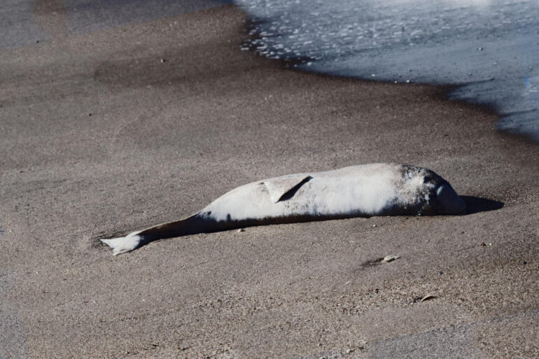 Grijze dolfijn maakt na 54 jaar indrukwekkende comeback in Nederland als wit, orgaanloos kadaver
