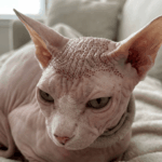 Naaktkat komt terug uit Turkije met haargroei