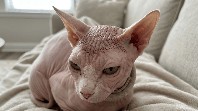 Naaktkat komt terug uit Turkije met haargroei