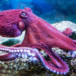 Wetenschappers ontdekken octopus die geen voetbaluitslagen kan voorspellen