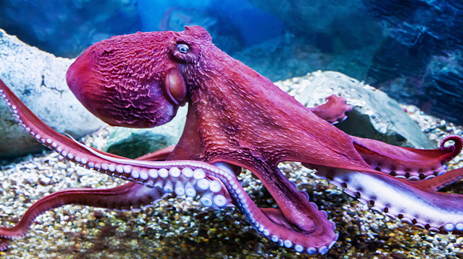 Wetenschappers ontdekken octopus die geen voetbaluitslagen kan voorspellen