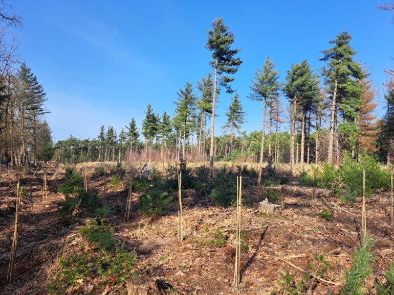 Investeren in het bos van de toekomst