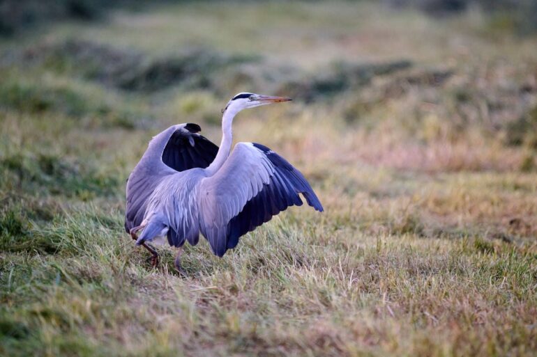 Reiger moet terugkeren naar weiland na botsing met KLM-vliegtuig