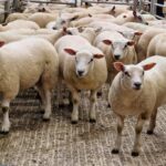 NVWA ontmantelt illegale slachterij: “Zonder vergunning is dierenmishandeling volstrekt onacceptabel”