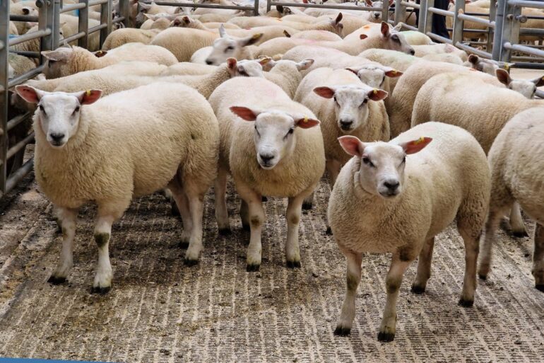 NVWA ontmantelt illegale slachterij: “Zonder vergunning is dierenmishandeling volstrekt onacceptabel”