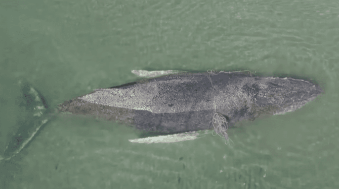 Aandachtshoer Timmy weer gestrand