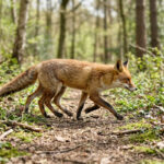 40 jaar na kernramp Tsjernobyl is natuur volledig hersteld: “Vos met 8 poten vind je alleen hier”
