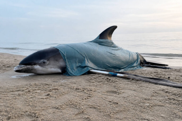 Stranding dolfijn zeldzaam: “Normaal gesproken mijden hoogintelligente wezens Egmond aan Zee”