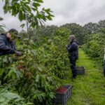 Brabantse koffieplantages profiteren van regenachtig voorjaar
