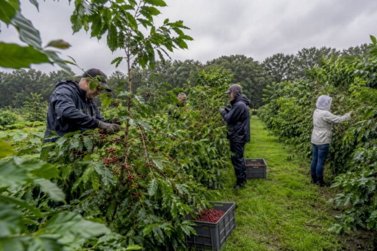 Brabantse koffieplantages profiteren van regenachtig voorjaar