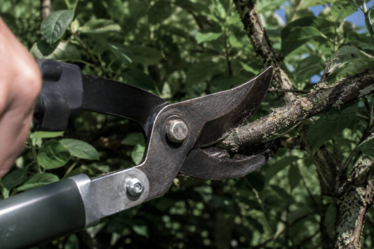 Veel tuinplanten nog altijd onverdoofd gesnoeid