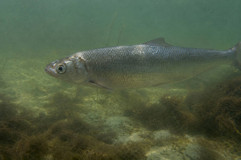 Haring levend bedorven door hoge temperatuur zeewater