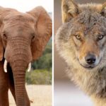 Olifant toegevoegd aan lijst van gewenste diersoorten Nederlandse natuurgebieden, wolf eraf