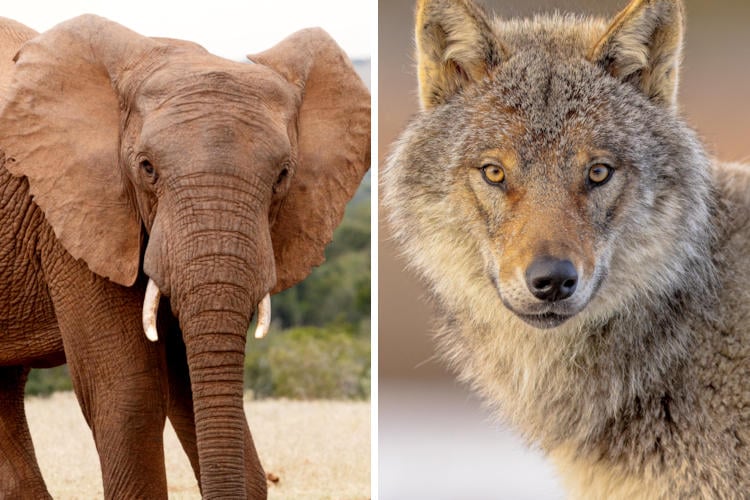 Olifant toegevoegd aan lijst van gewenste diersoorten Nederlandse natuurgebieden, wolf eraf