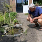 Waterpeil Utrechtse tuinvijver extreem laag: “Ik vind het vooral zielig voor de vissen”