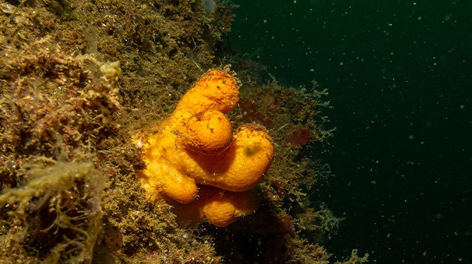 Wij mogen het laatste stukje koraal uit Bonaire verloten!