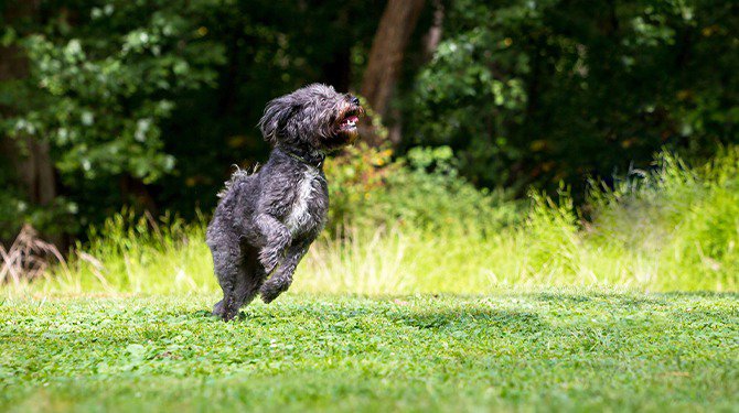 Hond trapt in nepworp nét op het moment dat er allemaal teefjes kijken