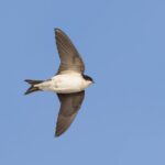 Vogelspotters slaan alarm: “Steeds meer zwaluwen gaan weg uit Nederland”