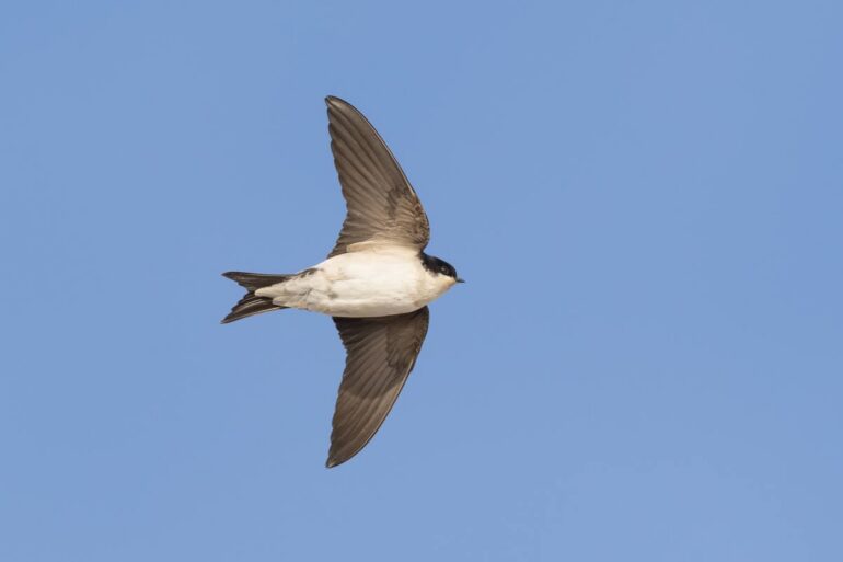 Vogelspotters slaan alarm: “Steeds meer zwaluwen gaan weg uit Nederland”