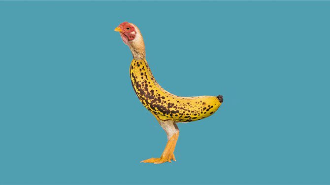 ​’Chicken banana’ toegevoegd aan leeslijst