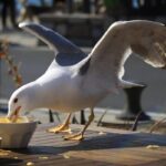 Meeuwenverhuurder verliest contract met Scheveningen: “Gemeente kiest voor goedkopere duiven”