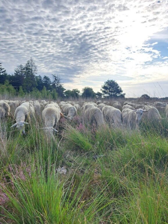 Schapenbegrazing Stevensbergen