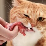 Huisdieren op Dierendag verwend met extra stukje dier