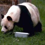 Pandajong (2) verhuist naar China om op zichzelf te wonen: “In Nederland had ze tot haar 34e bij haar moeder gezeten”