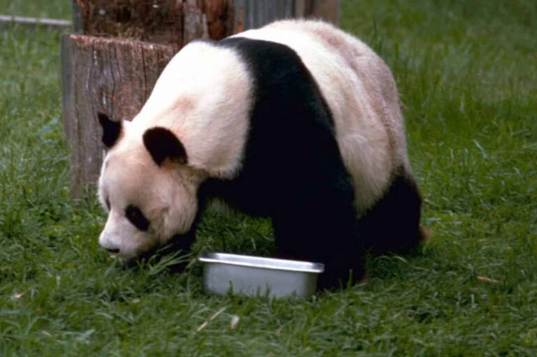 Pandajong (2) verhuist naar China om op zichzelf te wonen: “In Nederland had ze tot haar 34e bij haar moeder gezeten”