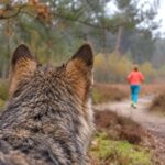 Wolf verbetert prestaties van joggers op de Veluwe: “Vroeger zat er weinig pit in”